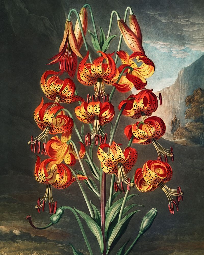 The Superb Lily from The Temple of Flora art print by Robert John Thornton for $57.95 CAD