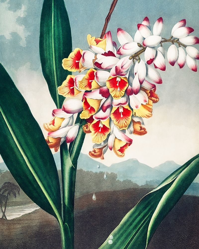 The Nodding Renealmia from The Temple of Flora art print by Robert John Thornton for $57.95 CAD