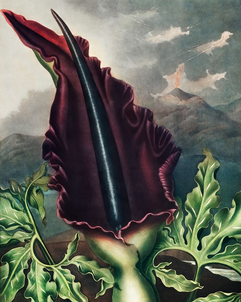 The Dragon Arum from The Temple of Flora art print by Robert John Thornton for $57.95 CAD