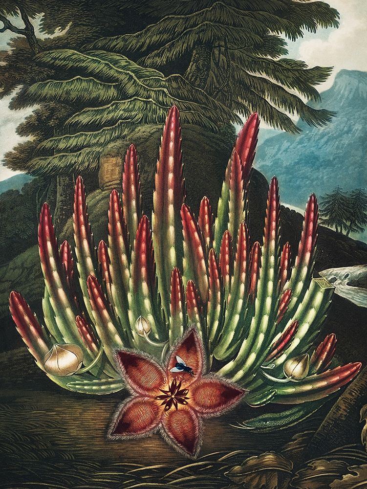 The Maggot Bearing Stapelia from The Temple of Flora art print by Robert John Thornton for $57.95 CAD