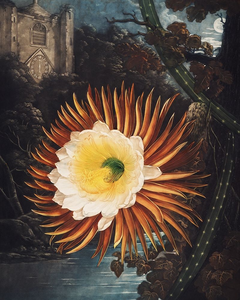 The Night Blowing Cereus from The Temple of Flora art print by Robert John Thornton for $57.95 CAD