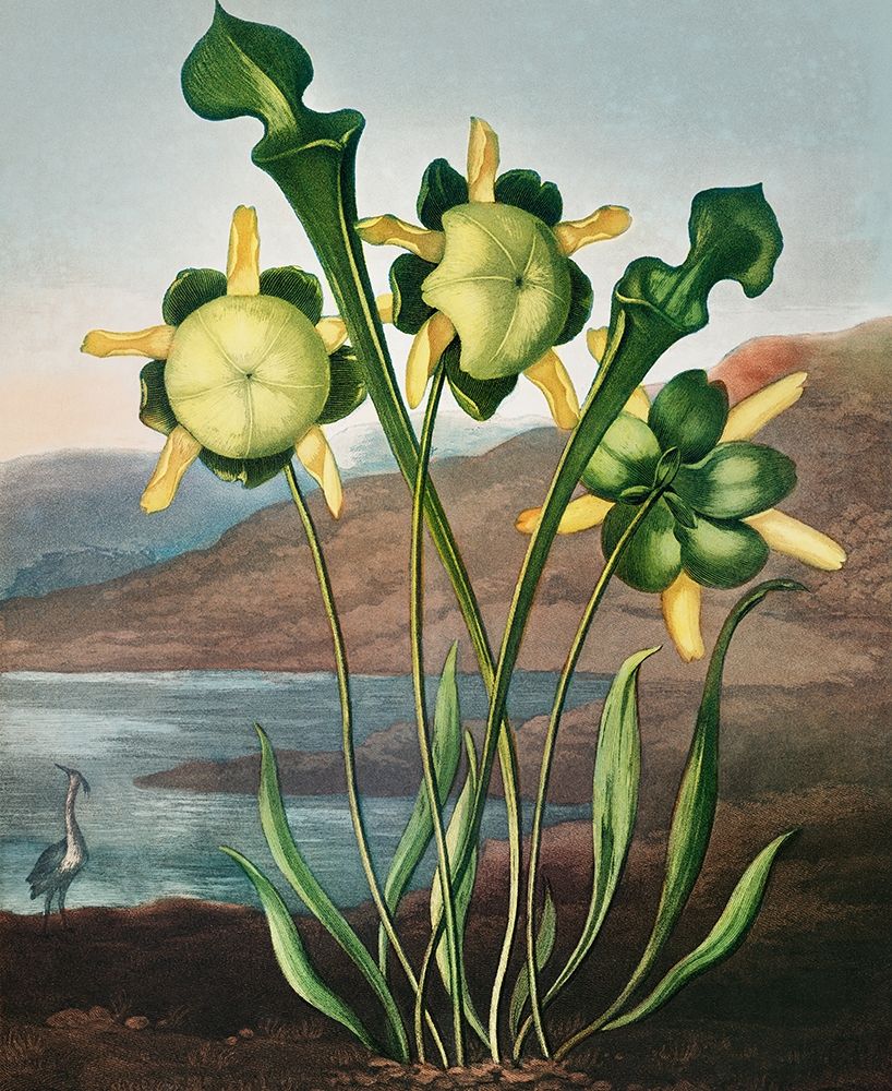 Pitcher Plant from The Temple of Flora art print by Robert John Thornton for $57.95 CAD