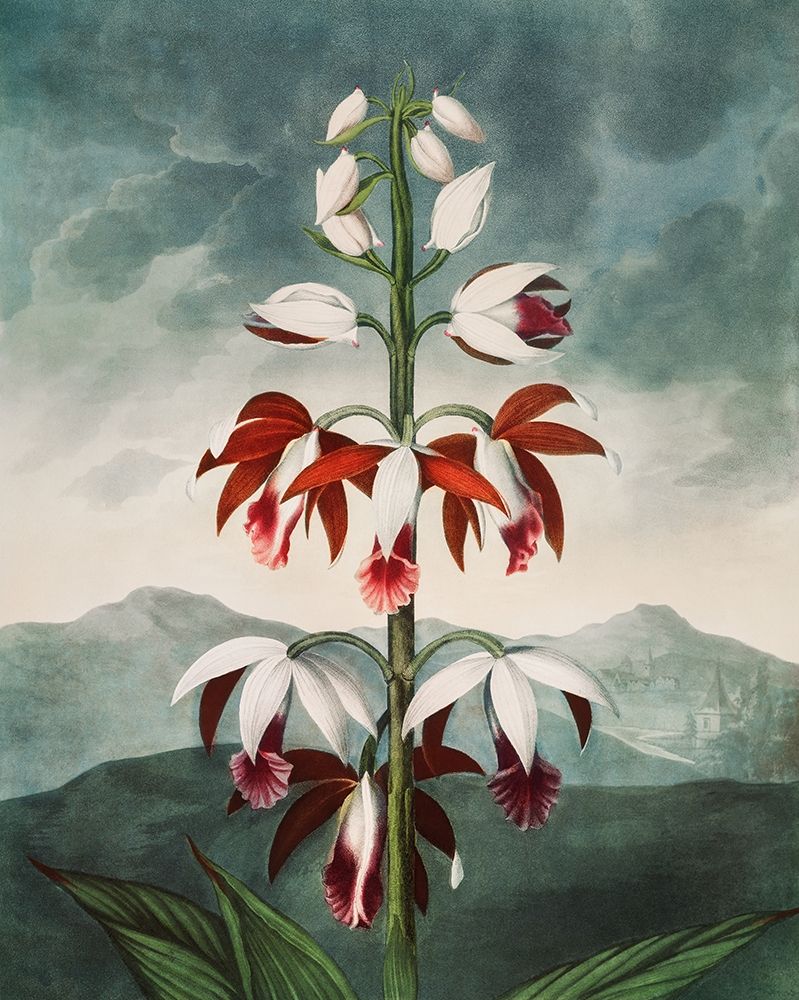 The Chinese Limodoron from The Temple of Flora art print by Robert John Thornton for $57.95 CAD