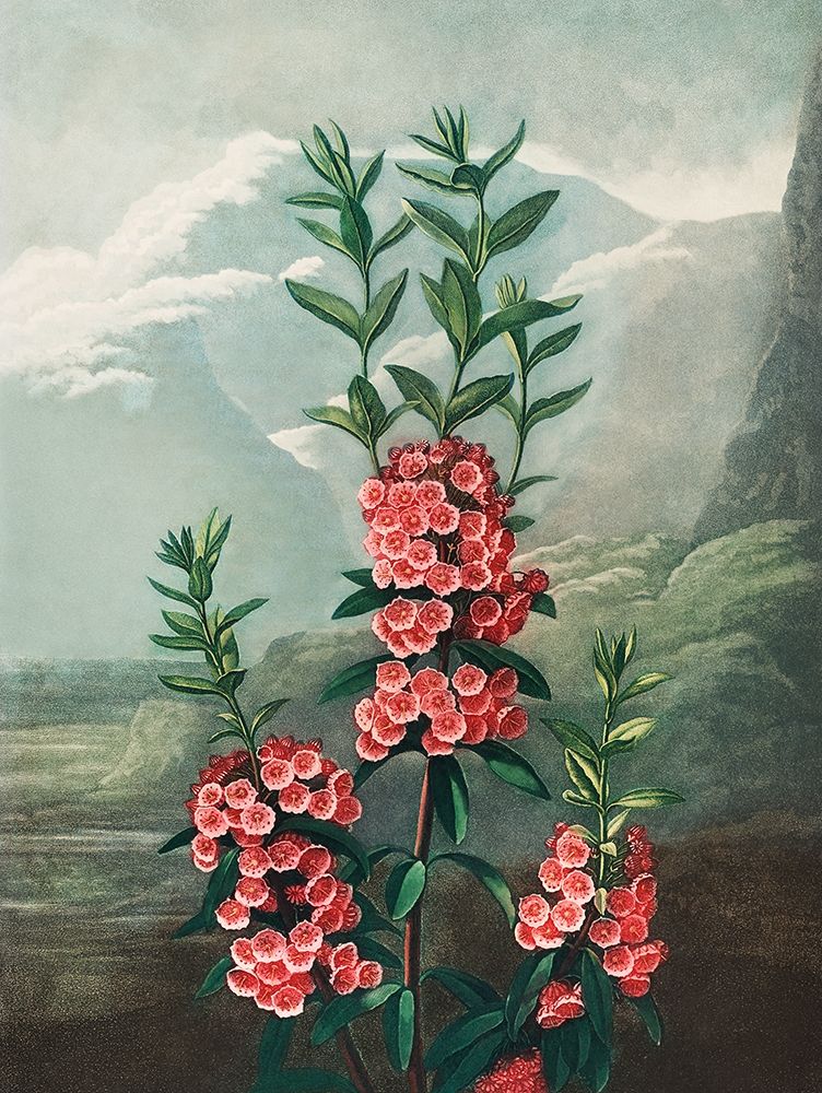 The Narrow Leaved Kalmia from The Temple of Flora art print by Robert John Thornton for $57.95 CAD