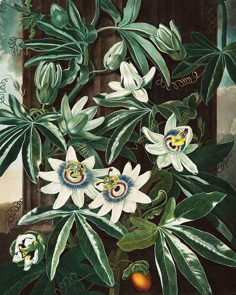 The Passiflora Cerulea from The Temple of Flora art print by Robert John Thornton for $57.95 CAD
