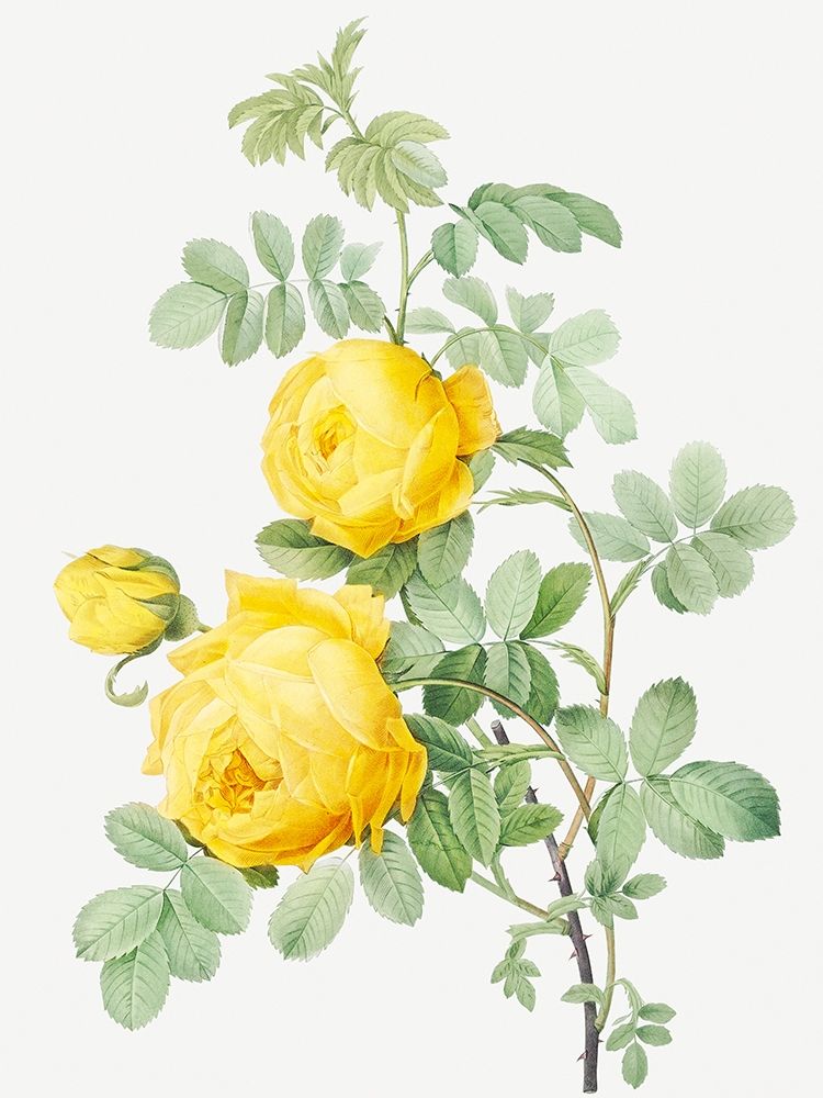 Rosa Hemisphaerica, Yellow Rose of Sulfur art print by Pierre Joseph Redoute for $57.95 CAD