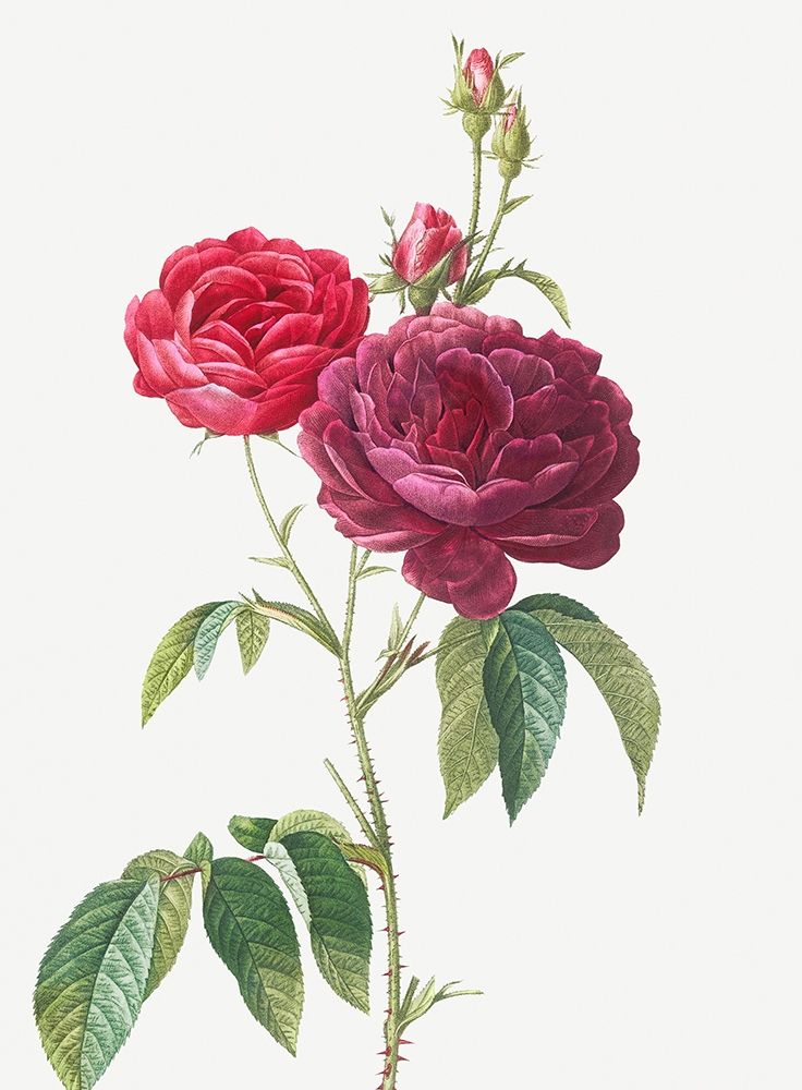 Purple French Rose, Rosa gallica purpuro violacea magna art print by Pierre Joseph Redoute for $57.95 CAD