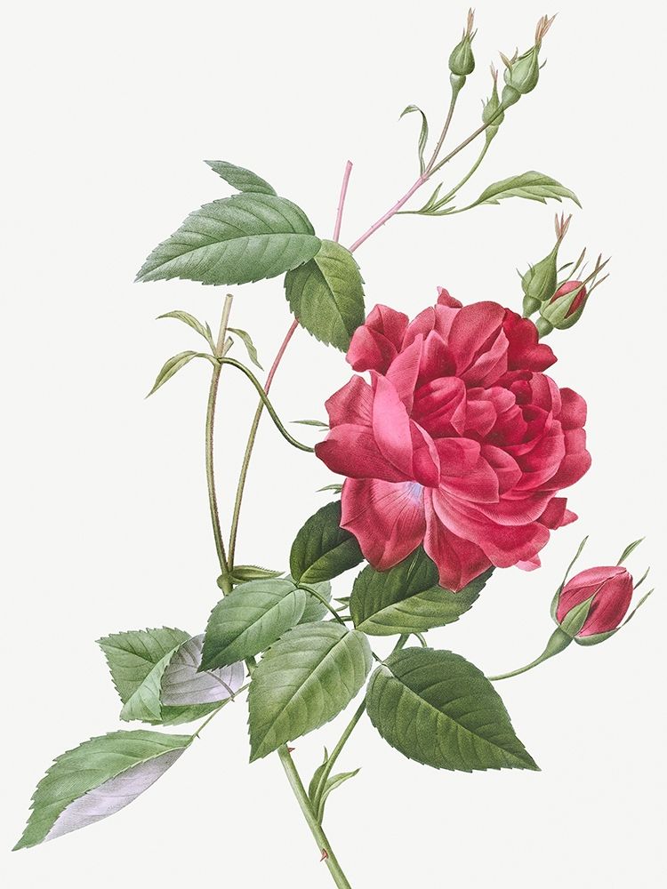 Blood Red Bengal Rose, Rosa indica cruneta art print by Pierre Joseph Redoute for $57.95 CAD