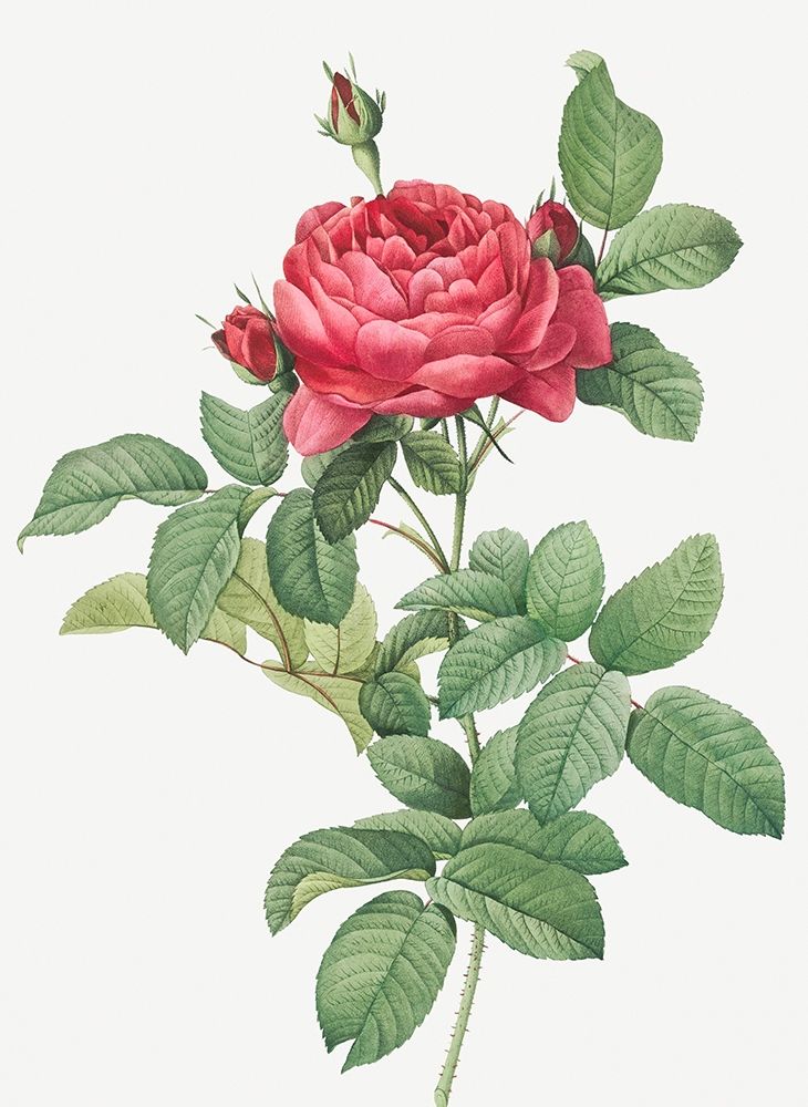 Rosa Gallica Pontiana, Bridge Rose art print by Pierre Joseph Redoute for $57.95 CAD