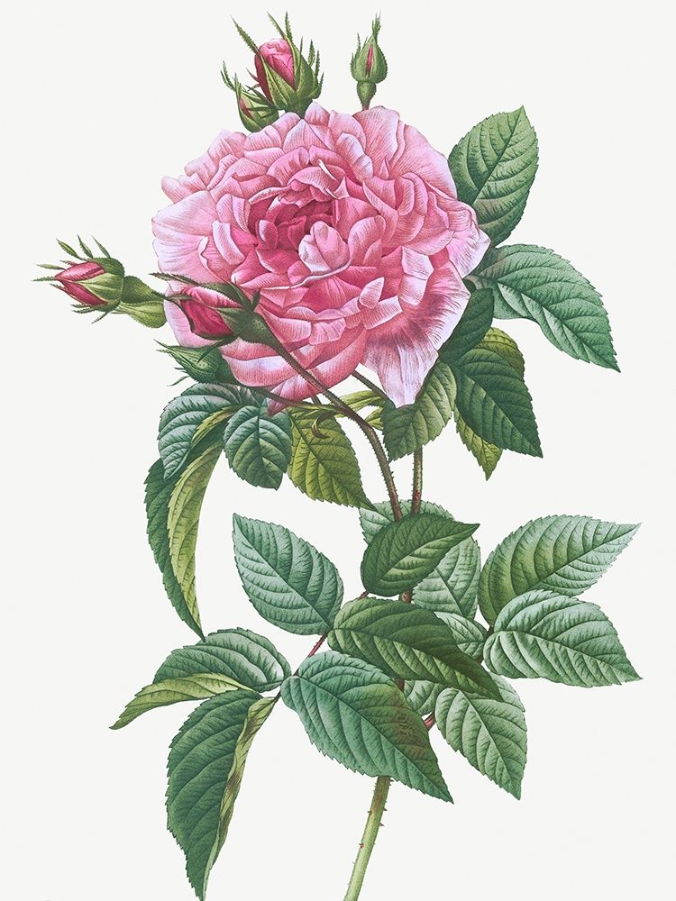 Gallic Rose, Rosa gallica regalis art print by Pierre-Joseph Redouté for $57.95 CAD