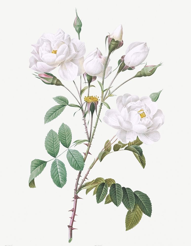 Rosa Campanulata Alba, Pink Bellflowers to White Flowers art print by Pierre Joseph Redoute for $57.95 CAD
