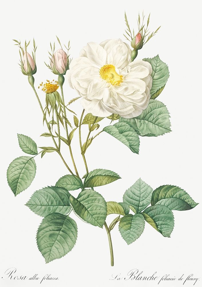 Rosa Alba, White Leaf of Fleury, Rosa alba foliacea art print by Pierre Joseph Redoute for $57.95 CAD