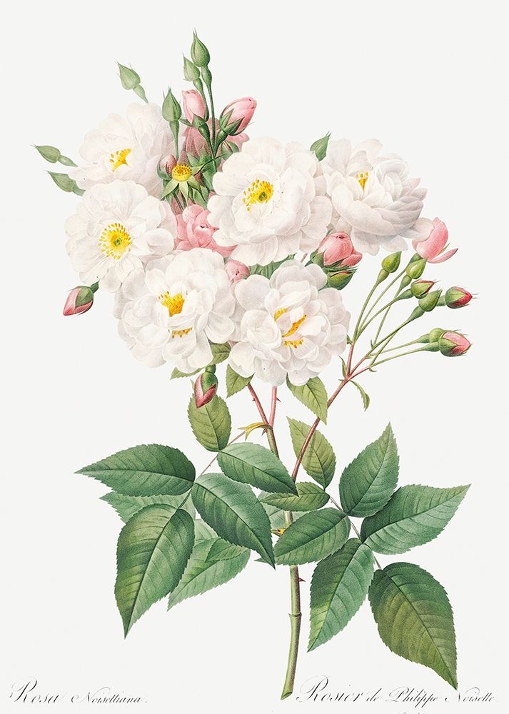Rosa Noisettiana, Rose of Philippe Noiselle art print by Pierre Joseph Redoute for $57.95 CAD