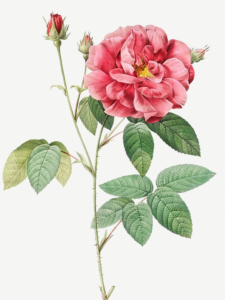 French Rose, Ordinary Provins Rosebush, Rosa galluca offuenalis art print by Pierre Joseph Redoute for $57.95 CAD