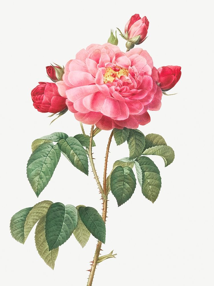 Gallic Rose, Duchess of Orleans, Rosa Gallica Aurelianensis art print by Pierre Joseph Redoute for $57.95 CAD