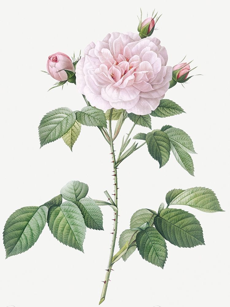 Royal White Rose, Rosa alba regalis art print by Pierre Joseph Redoute for $57.95 CAD