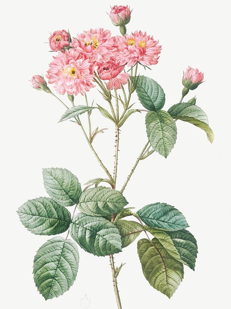 Carnation Petalled Variety of Cabbage Rose also known as Rose bush, Rosa Centifolia Caryophyllea art print by Pierre Joseph Redoute for $57.95 CAD