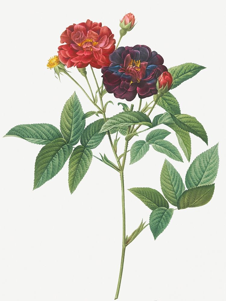 Rose of Van Eeden, Rosa gallica purpurea velutina, parva art print by Pierre Joseph Redoute for $57.95 CAD