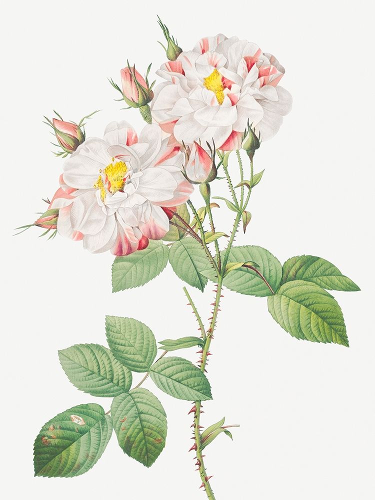 Damask Rose, York and Lancaster Rose, Rosa damascena variegata art print by Pierre Joseph Redoute for $57.95 CAD
