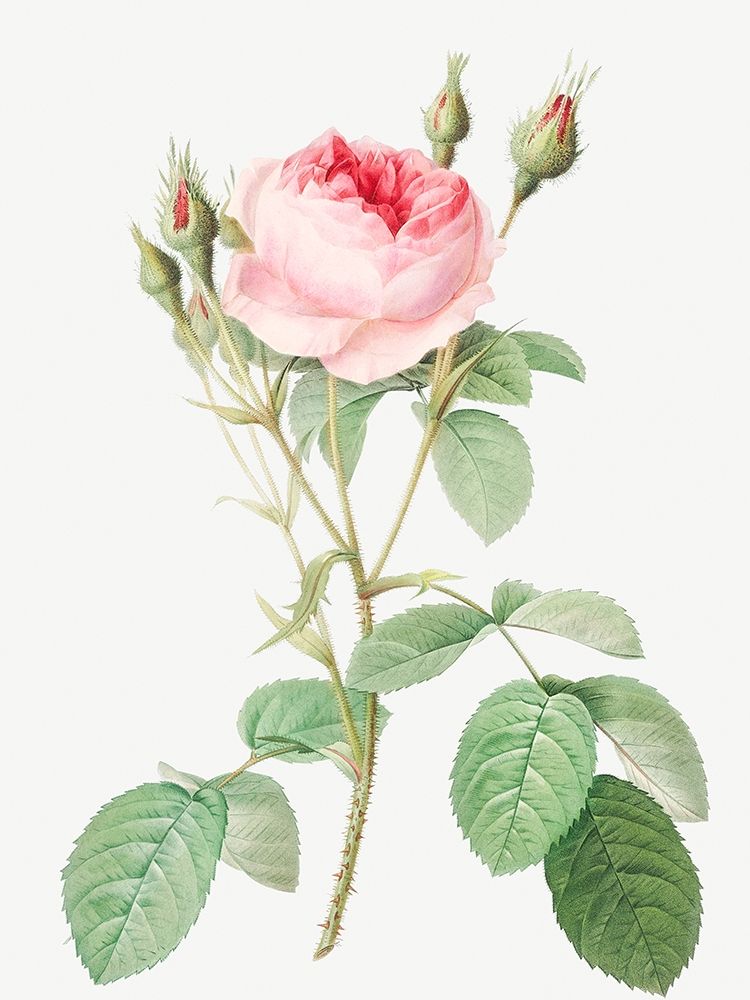 Double Moss Rose, Sparkling Rosebush with Double Flowers, Rosa muscosa multiplex art print by Pierre Joseph Redoute for $57.95 CAD