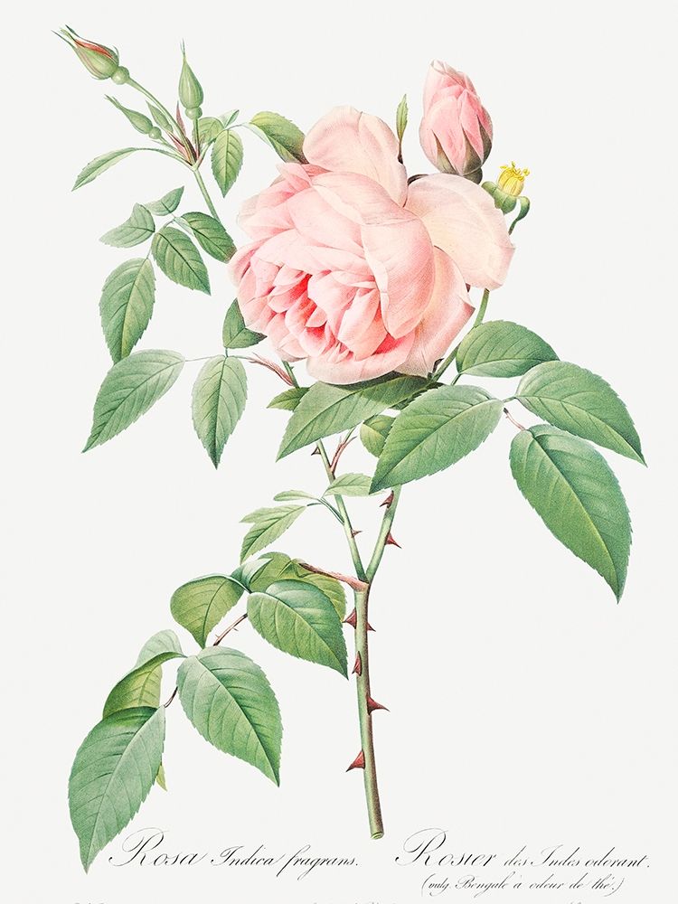 Rosa indica fragrans, Fragrant Rosebush art print by Pierre-Joseph Redouté for $57.95 CAD