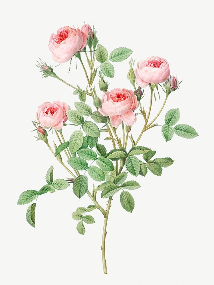 Burgundian Rose, Rosa pomponia art print by Pierre Joseph Redoute for $57.95 CAD