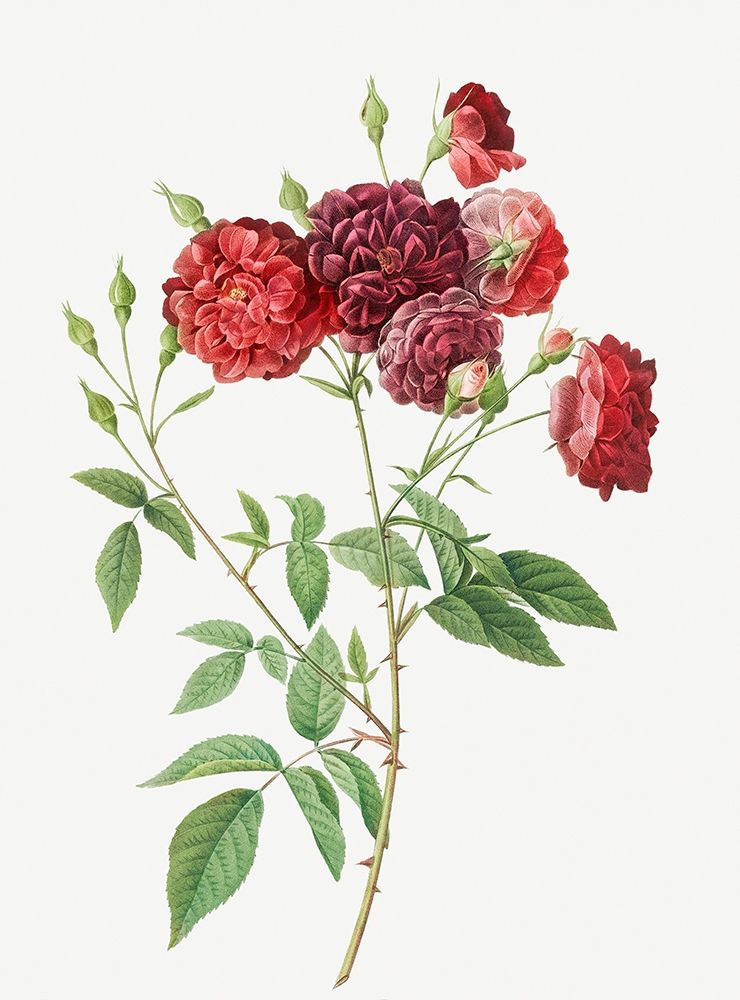 Ternaux Rose, Rosebush with almost violet flowers, Rosa indica subviolacea art print by Pierre Joseph Redoute for $57.95 CAD