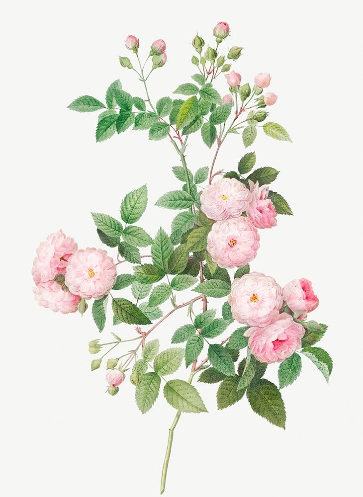 Flesh Pink Multiflora, Rosa multiflora carnea art print by Pierre Joseph Redoute for $57.95 CAD