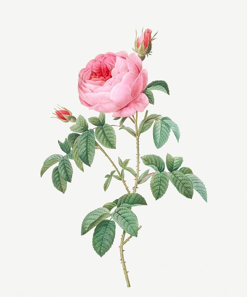 Burgundy Cabbage Rose, the Hundred-Leaves of Bordeaux, Rosa centifolia urgundiaca art print by Pierre-Joseph Redouté for $57.95 CAD