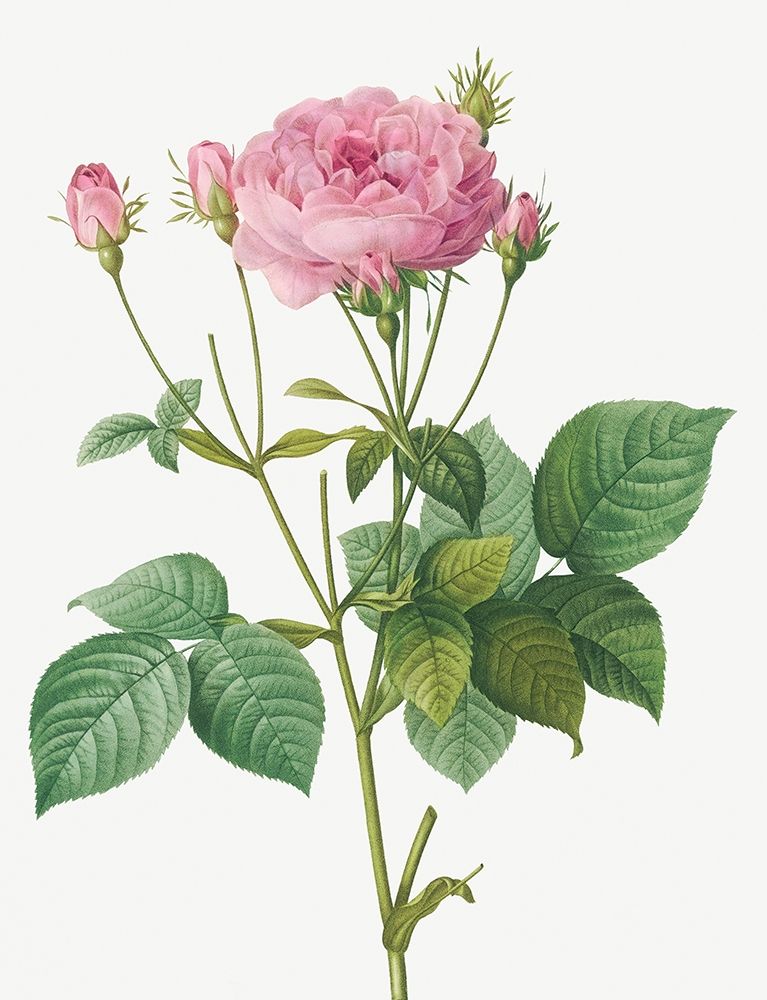 Rosa Gallica Granules, Rosebush of France with Pomegranate art print by Pierre Joseph Redoute for $57.95 CAD