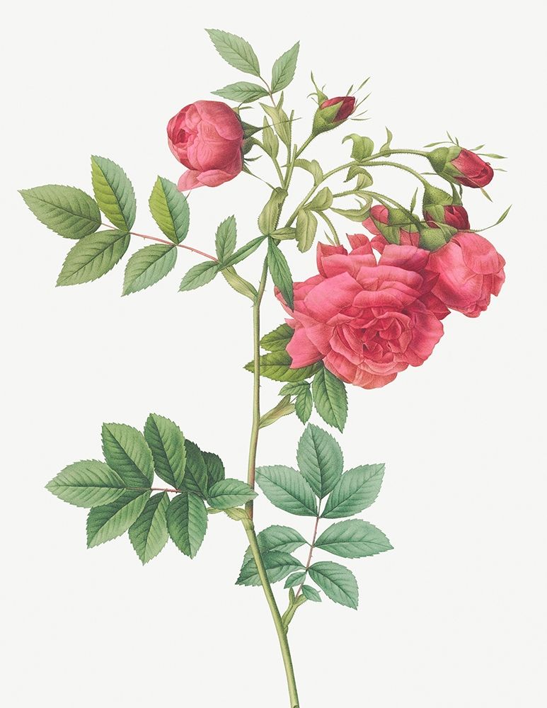 Turnip Roses, Rosa rapa art print by Pierre Joseph Redoute for $57.95 CAD