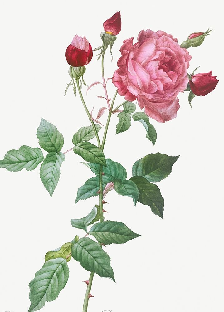Provence Rose, Rosa indica art print by Pierre-Joseph Redouté for $57.95 CAD
