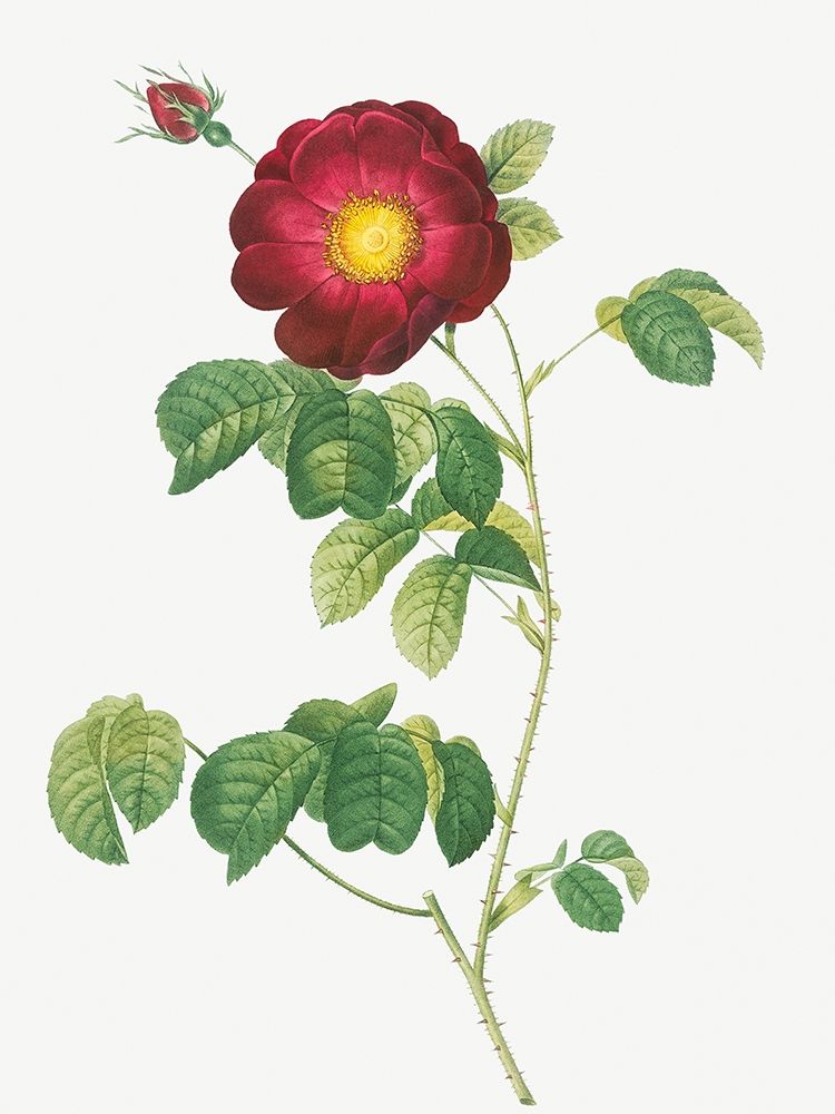 Simple Flowered French Rose, Rosa reclinata flore simplici art print by Pierre-Joseph Redouté for $57.95 CAD