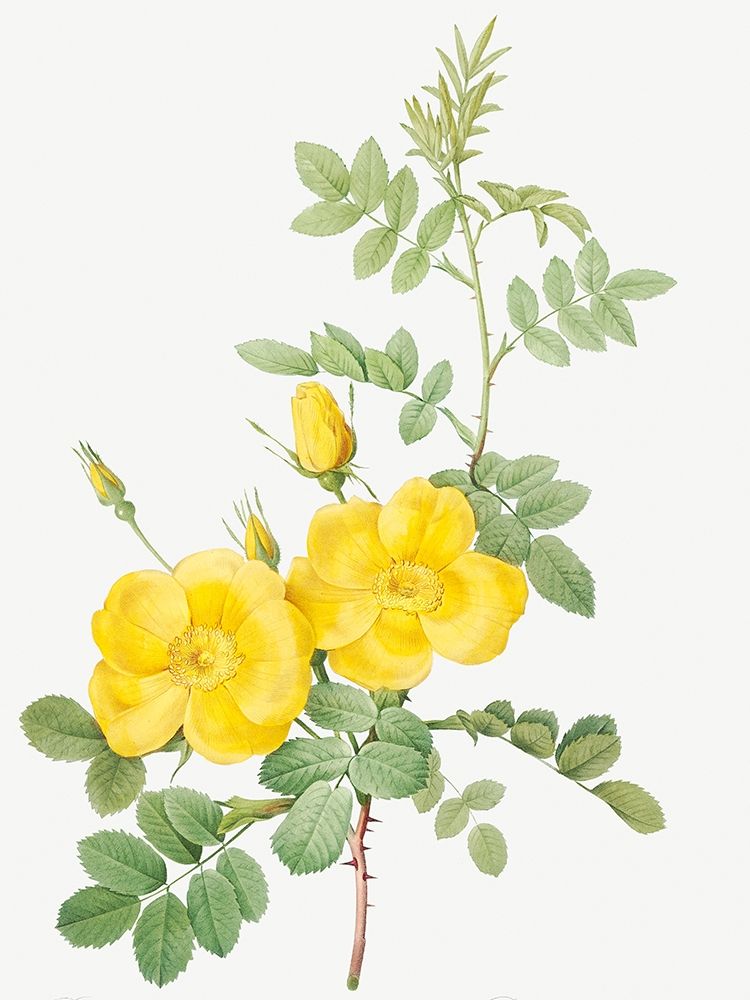 Sweetbriar Rose, Rosa rubignosa art print by Pierre Joseph Redoute for $57.95 CAD