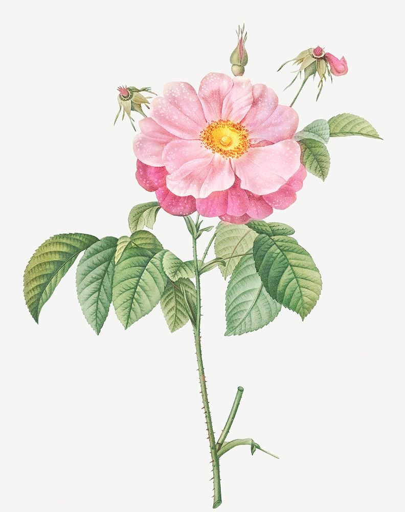 Marbled or speckled Provins rose, Rosa gallica flore marmoreo art print by Pierre Joseph Redoute for $57.95 CAD