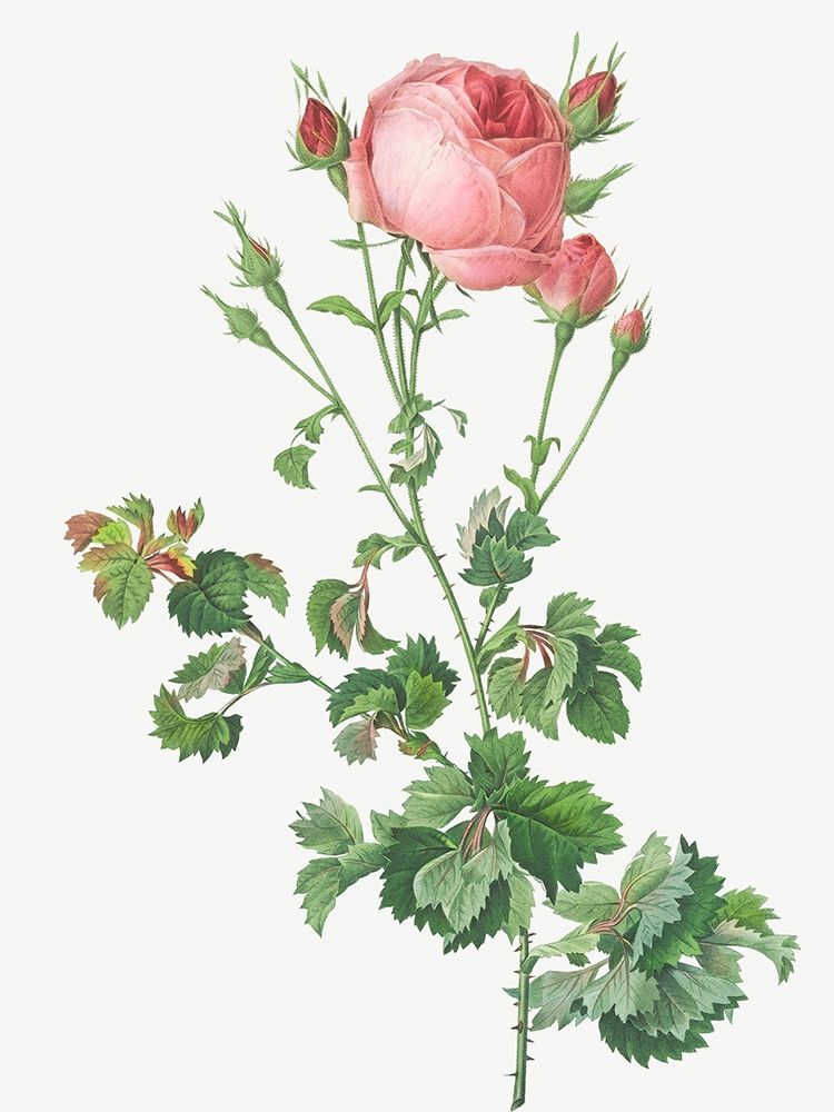 Celery Leaved Variety of Cabbage Rose, Rosa centifolia bipinnata art print by Pierre Joseph Redoute for $57.95 CAD
