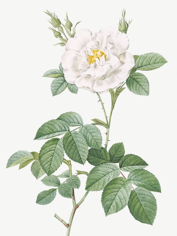 Rosa Alba Flore Pleno, Ordinary White Rose art print by Pierre Joseph Redoute for $57.95 CAD