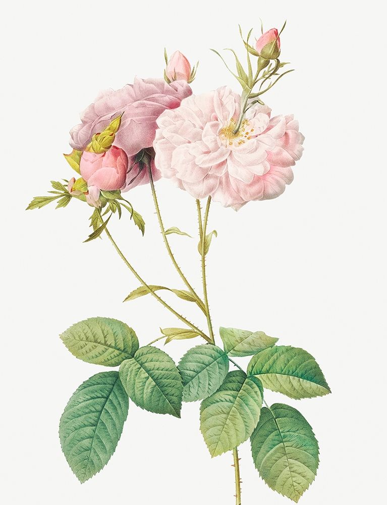 Celsiana Damask Rose, Rosa damascena celsiana art print by Pierre Joseph Redoute for $57.95 CAD