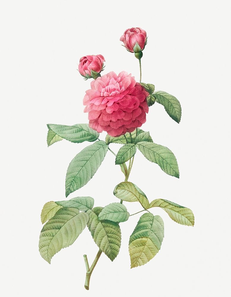 Purple Agatha, Little Violet Buttercup, Rosa gallica agatha, var Delphiniana art print by Pierre Joseph Redoute for $57.95 CAD