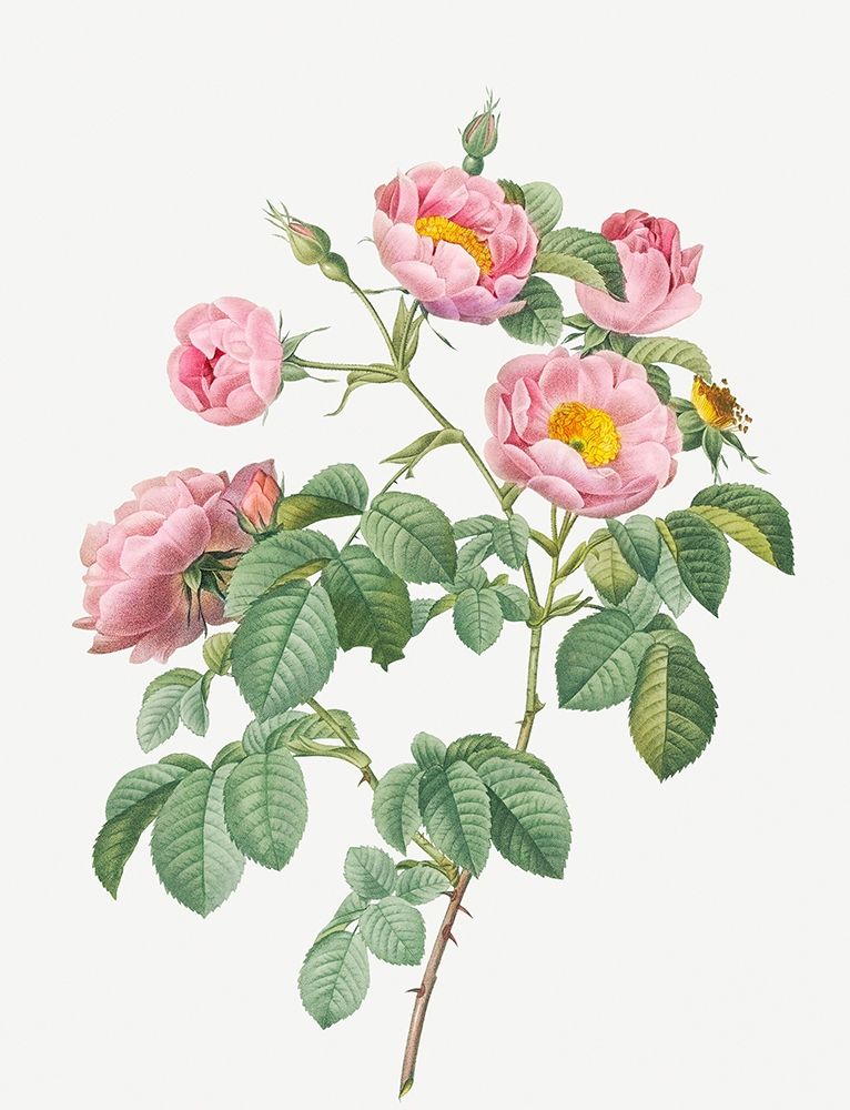 Tomentose Rose, Rosebush with Soft Leaves, Rosa mollissima art print by Pierre Joseph Redoute for $57.95 CAD