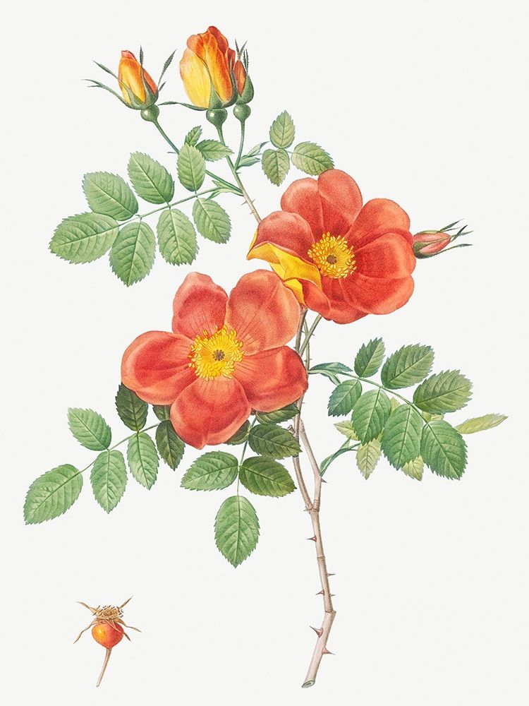 Austrian Copper Rose, Rosa eglanteria var. punicea art print by Pierre Joseph Redoute for $57.95 CAD