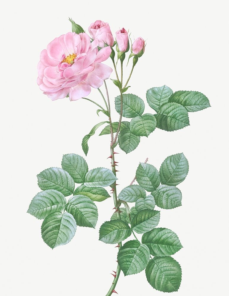 Aurora Poniatowska, Rosa damascena aurora art print by Pierre Joseph Redoute for $57.95 CAD