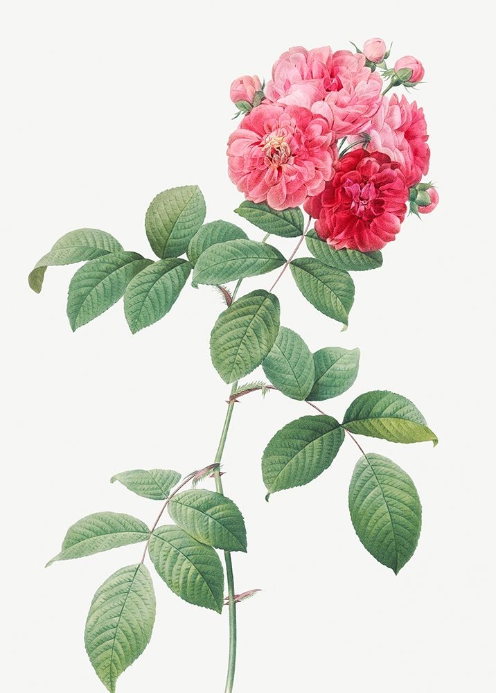 Seven Sisters Roses, Multiflora Rose with Large Leaves, Rosa multiflora platyphylla art print by Pierre Joseph Redoute for $57.95 CAD