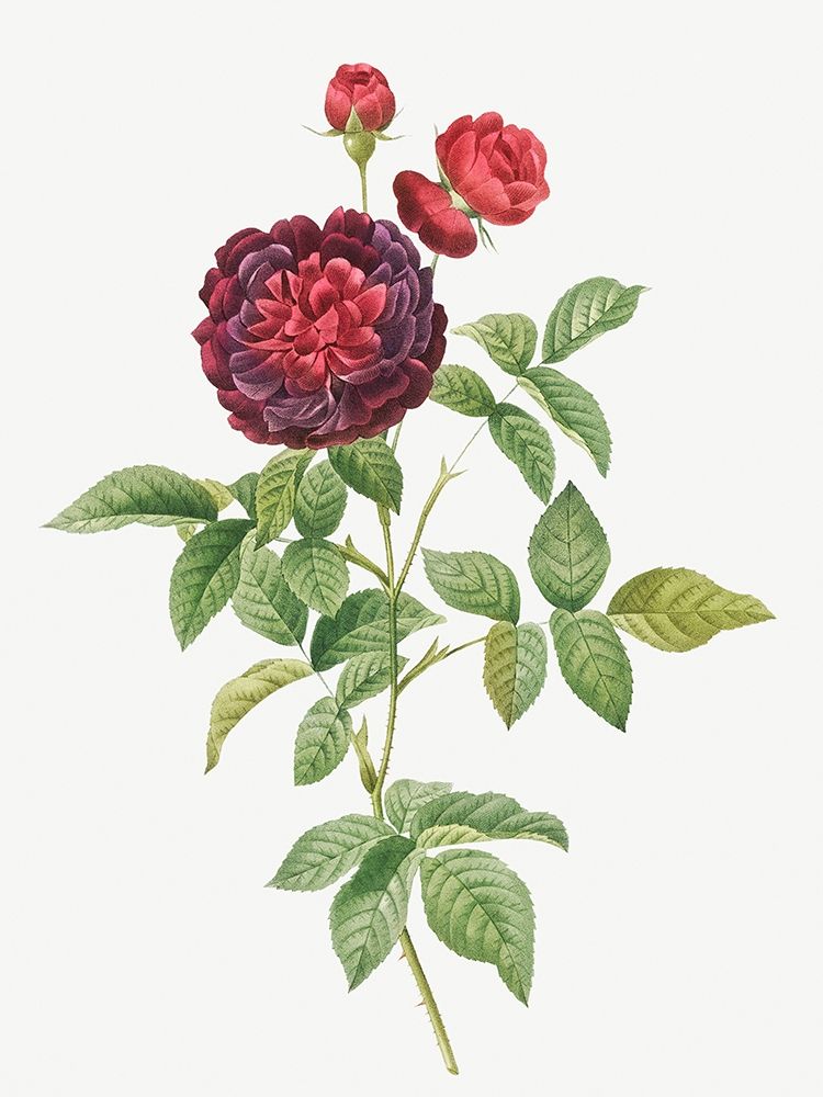 Guerins Rose, One Hundred-Leaved Rose, Rosa gallica gueriniana art print by Pierre Joseph Redoute for $57.95 CAD