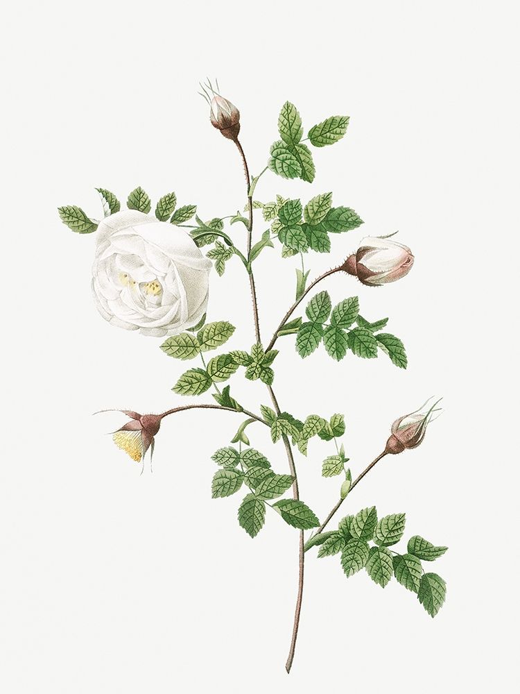 Silver Flowered Hispid Rose, Rosa hispida argentea art print by Pierre-Joseph Redouté for $57.95 CAD