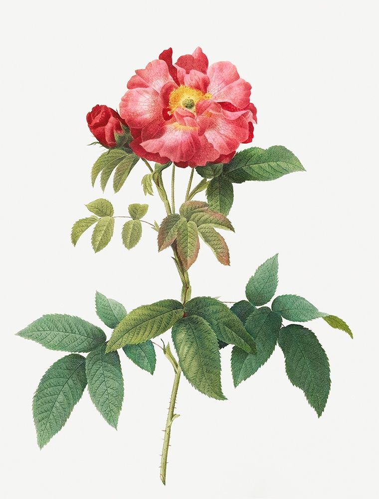 Bluish Leaved Provins Rose, Rosa gallica caerulea art print by Pierre Joseph Redoute for $57.95 CAD