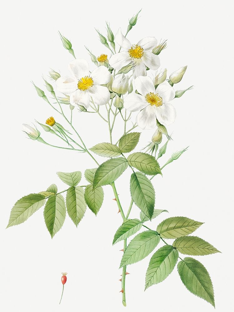 Musk Rose, Rosa moschata art print by Pierre Joseph Redoute for $57.95 CAD