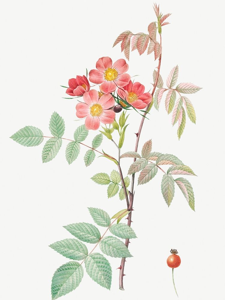 Redleaf Rose, Rosebush with Reddish Leaves, Rosa rubrifolia art print by Pierre Joseph Redoute for $57.95 CAD