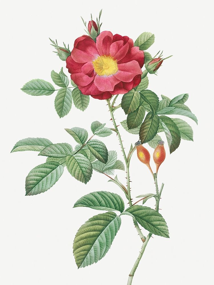 Red Portland Rose, Rosa damascena coccinea art print by Pierre Joseph Redoute for $57.95 CAD