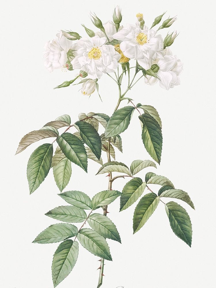 Musk rose, Rosa moschata flore semi pleno art print by Pierre Joseph Redoute for $57.95 CAD
